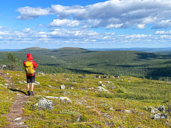 Rentiere in Finnisch Lappland - Fabian Ohl