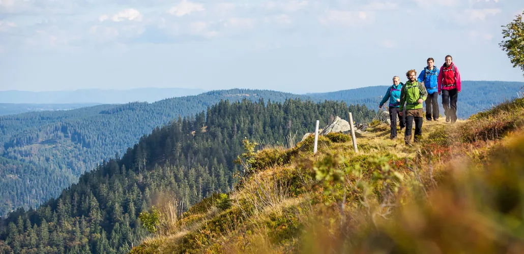 Wanderung auf dem Schwarzwaldgipfel Herzogenhorn - Hochschwarzwald Tourismus GmbH - © Hochschwarzwald Tourismus GmbH