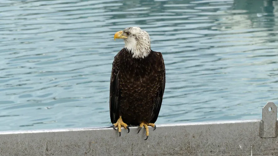 Weißkopfseeadler - Ralf Heyden