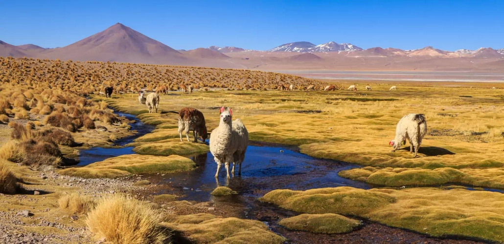 Altiplano - pwollinga - © pwollinga / Adobe.com