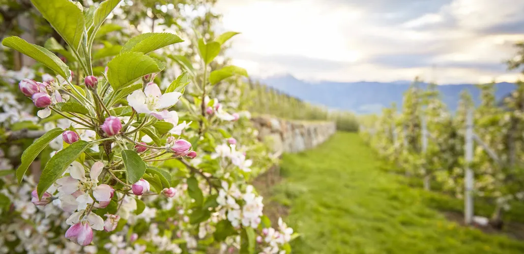 Apfelblüte in Südtirol - IDM Südtirol / Stefan Schütz