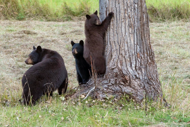 Bären im Clearwater Nationalpark - Klaus Hoffmann