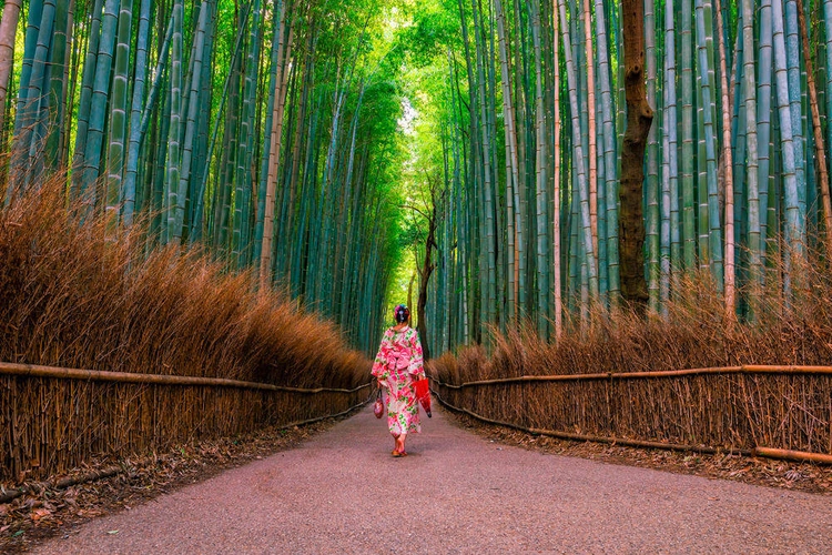 Bambuswald in Arashiyama - f11photo - © f11photo / adobe.com