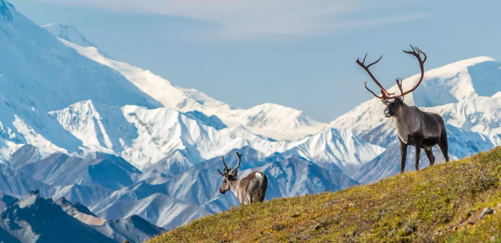 Denali-Nationalpark - Martin Capek - © Martin Capek / Adobe.com