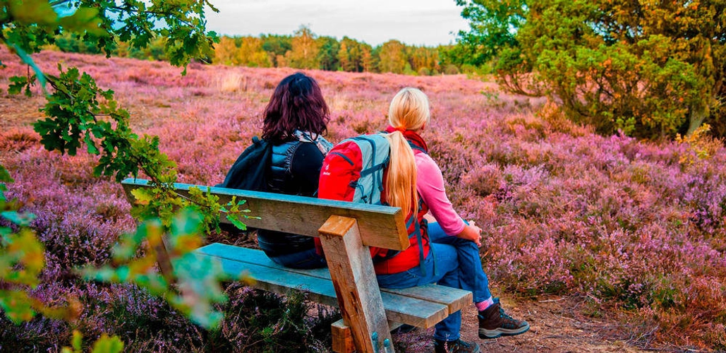 Die Lüneburger Heide in Blüte - TourismusMarketing Niedersachsen GmbH - © ToruismusMarketing Niedersachsen GmbH