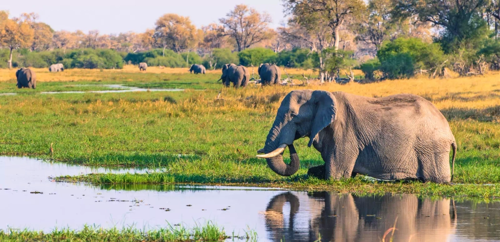 Elefant im Okavango-Delta - Inger Hogstrom/Danita Delimont - © Inger Hogstrom/Danita Delimont / Adobe.com