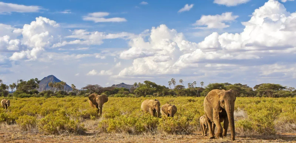 Elefanten im Samburu Game Reserve - Michele Burgess - © Michele Burgess / Adobe.com