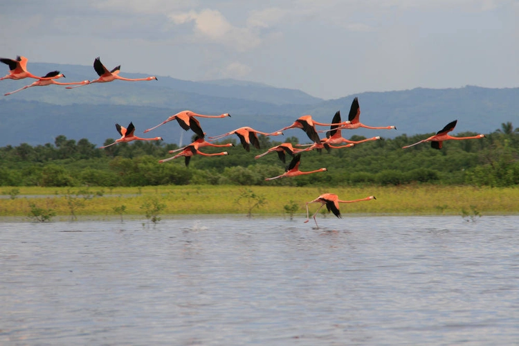 Flamingos über der Laguna de Oviedo - Thomas Frischmuth