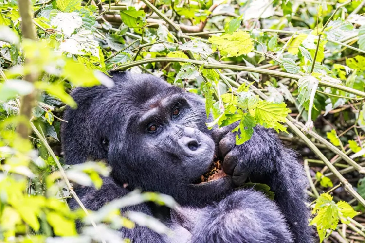 Gorillatrekking im Bwindi N - Christian Reinicke