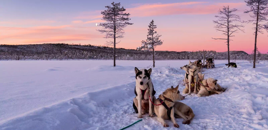 Huskies in Schweden - Sabine Hortebusch - © Sabine Hortebusch / Adobe.com