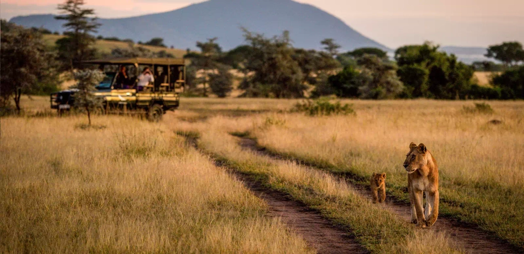 Löwen auf der Safari - Nick Dale - © Nick Dale / Adobe.com