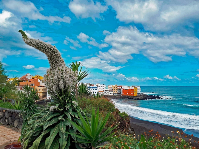 Natternkopf bei Puerto de la Cruz - Kerstin Lahmer