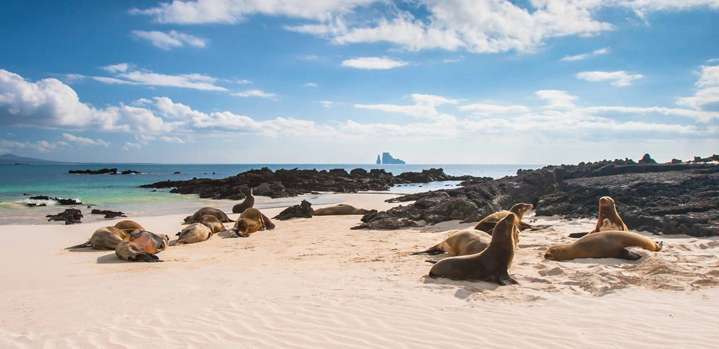 Seelöwen auf Galapagos - Grispb - Grispb /Adobe.com