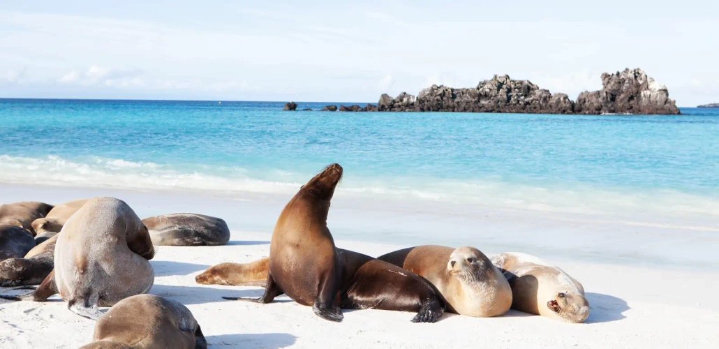 Seelöwen auf Galapagos - Harold Stiver - © Harold Stiver / Adobe.com