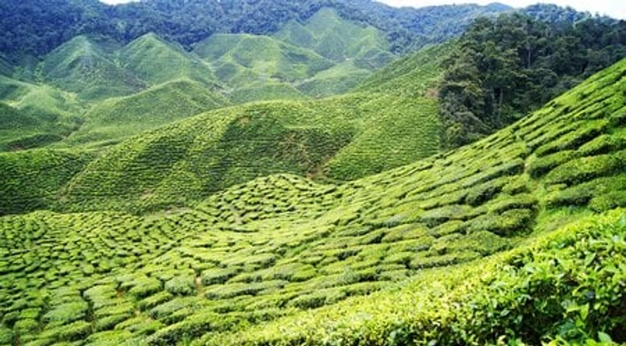 Sri Lankas Highlights erwandern
