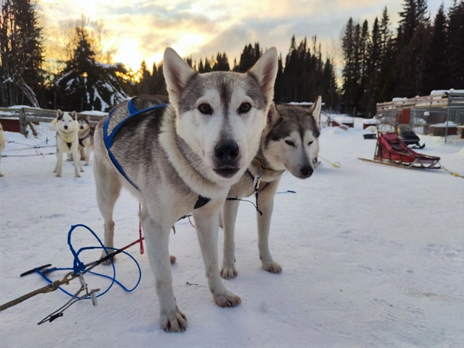Husky bereit für die nächste Tour