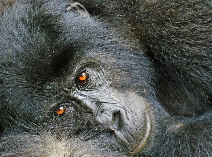 Gorillas sind intelligente und friedliche Geschöpfe