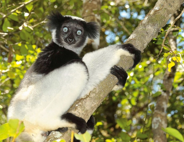 Indri Indri