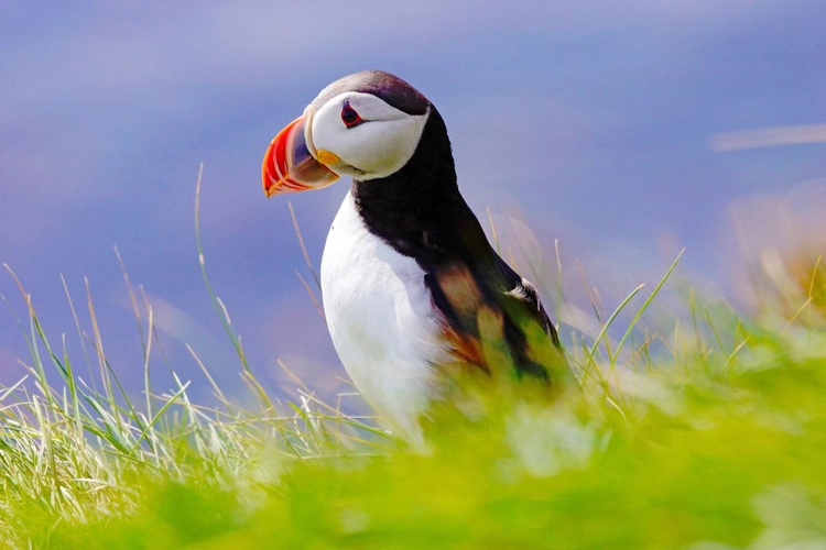 Papageitaucher im Gras