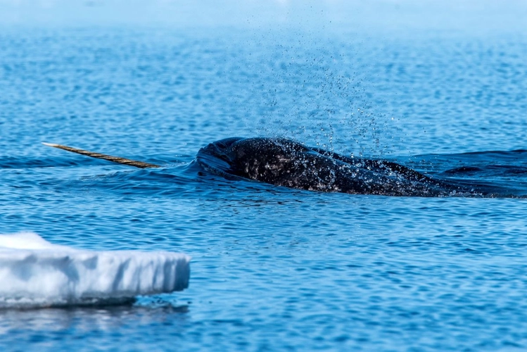 Narwal, Floe Edge