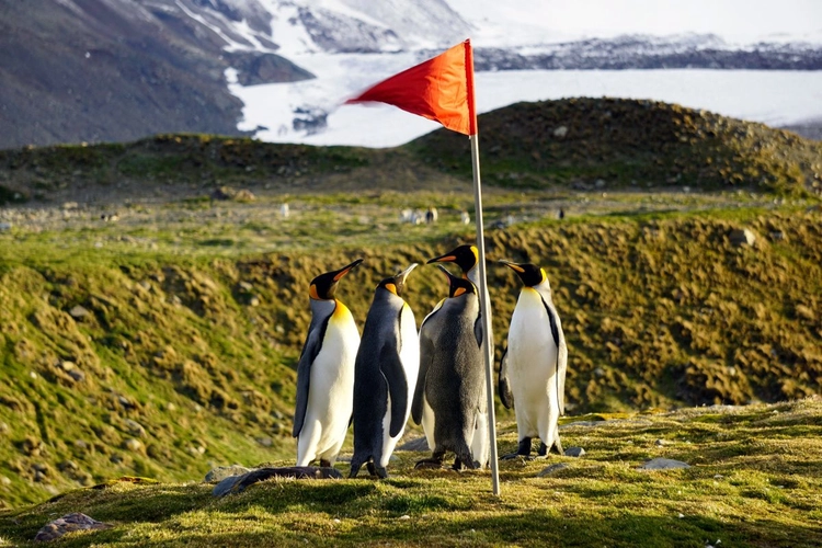 Königspinguine im Abendlicht