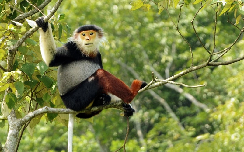 Rotschenkliger Kleideraffe in Baum