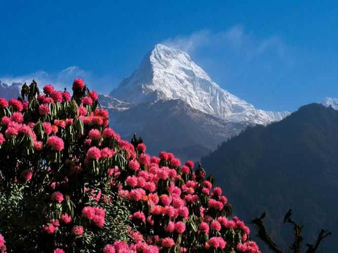 Rhododendron-Blüte im Frühling