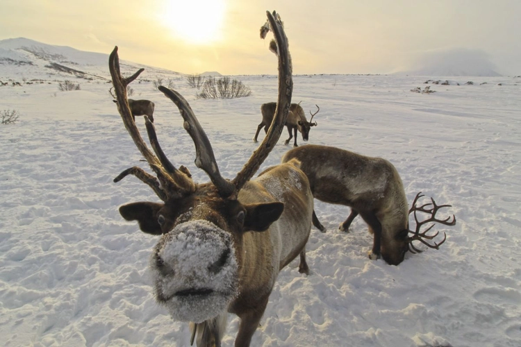Rentiere im Winter