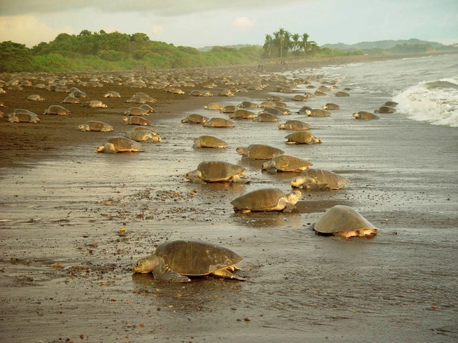 Schildkröten am Pazifikstrand der Nicoya-Halbinsel