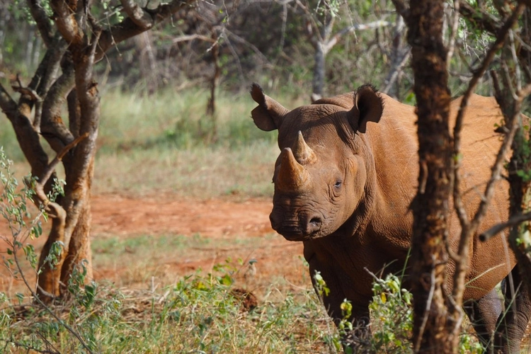 Ein Spitzmaulnashorn im Mkomazi-Nationalpark