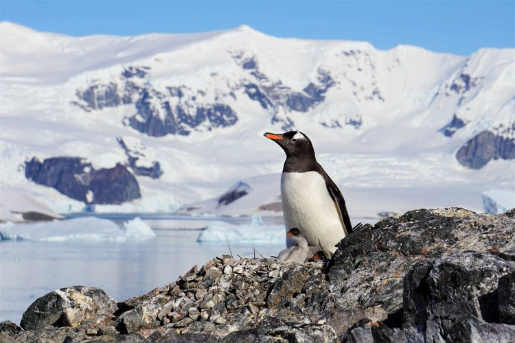 Pinguin mit Jungtieren im Sonnenschein