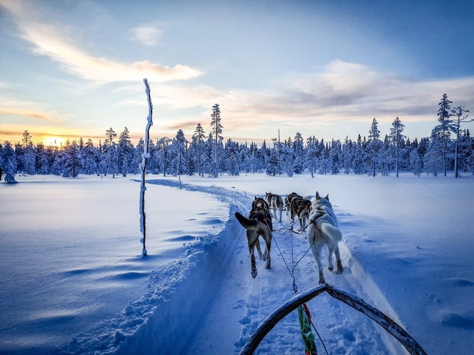 Mit Vier-Pfoten-Power durch Winterwunderland Lappland