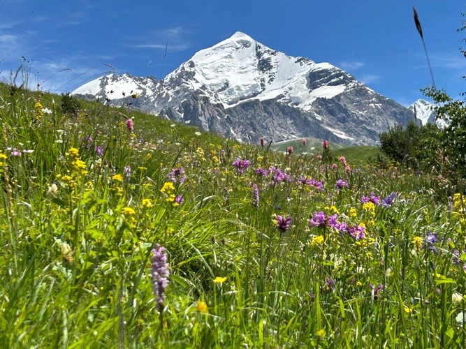 Tetnuldi-Blick mit Blumenwiese 