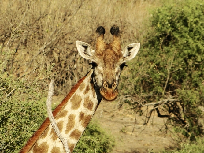 Giraffengesicht vorne