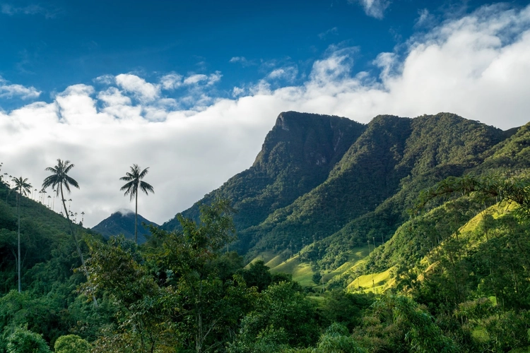 Quindio-Wachspalmen im Valle de Cocora, nahe Salente, Zona Cafetera