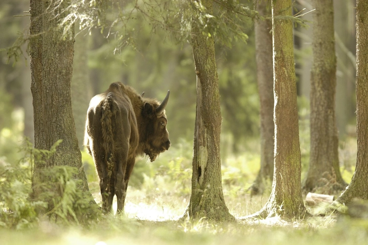 Wisent