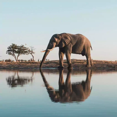 Elefant - Paul Souders/Danita Delimont - © Paul Souders/Danita Delimont / Adobe.com