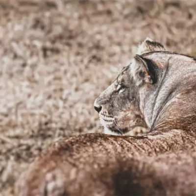 Löwe - Baranov - © Baranov / Adobe.com