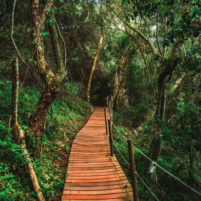Tsitsikamma Nationalpark - Arnold - © Arnold / Adobe.com