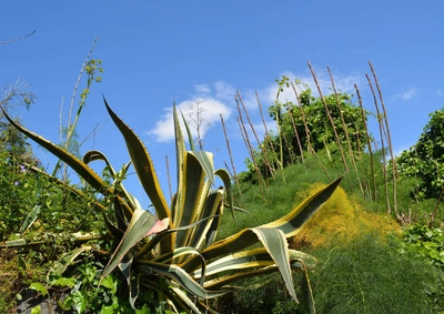 Vegetation am Golf - Ines Salewski