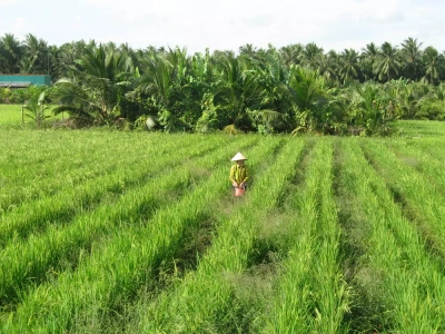 Vietnamesin bei der Feldarbeit - Peter Bartel