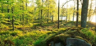 Waldweg in Breanäs - Tourism in Skåne