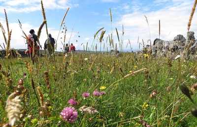 Wanderimpression aus Irland - Susanne Makus