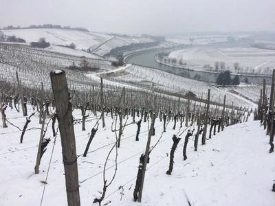 Weinberge an der Mosel - Stefan Dana