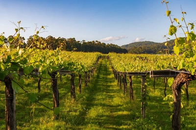 Weinberge in Galicien - Arthur Selbach - © Arthur Selbach