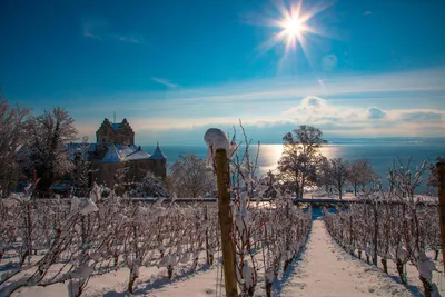 Weinbergpanorama am Bodensee - Achim Mende - © Achim Mende/ TMBW