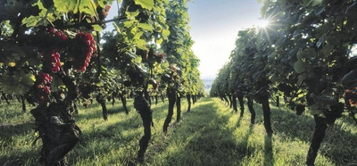 Weinreben im Sonnenlicht - Zvardon - ©CRTA/Zvardon