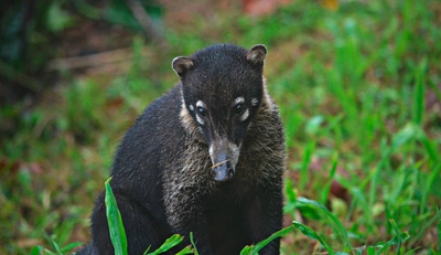 Weißrüssel-Nasenbär - Maxim Podobed