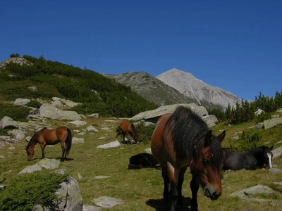 Wildpferde im Buderitza Tal - Kiril Petrov