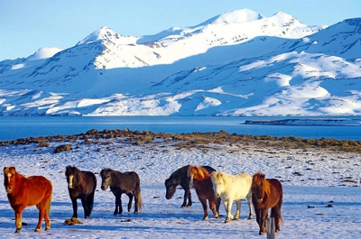 Winterstimmung in Island - Reinhard Pantke - © Reinhard Pantke